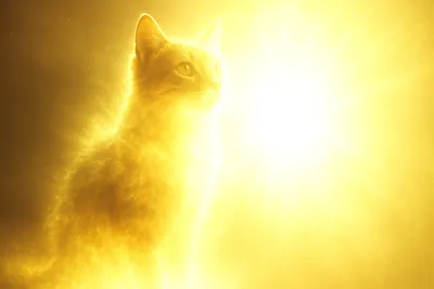 ひかりのねこ ルミナ